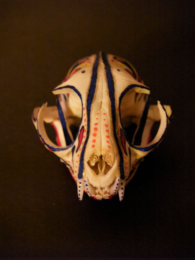 catskullshadow.jpg