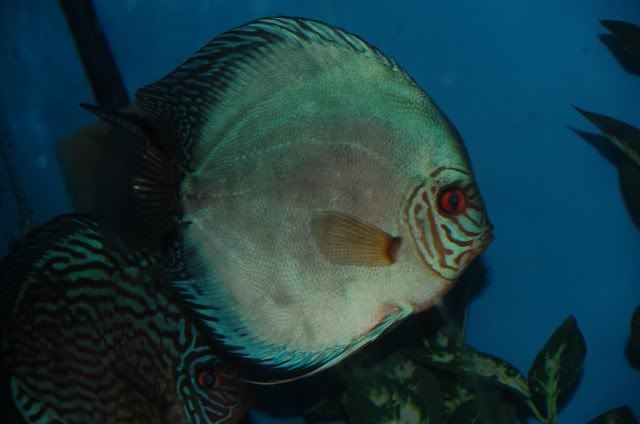 flachen.jpg