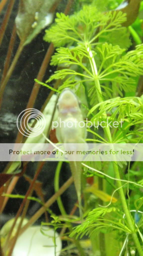 OtoEggs3_0817.jpg