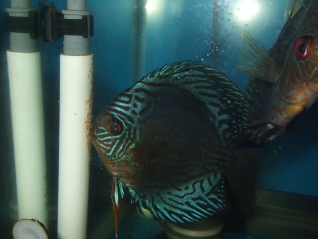 DSCF2262.jpg