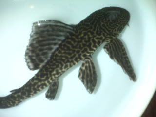 IMG00636.jpg