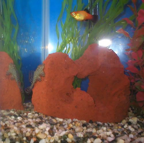 platey-and-pleco2.jpg