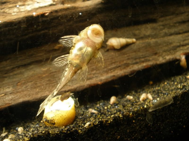 Ancistrusclaro06.jpg