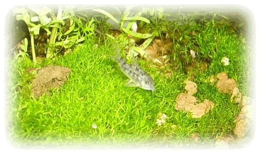 angelsjungle_corypaleatus.gif