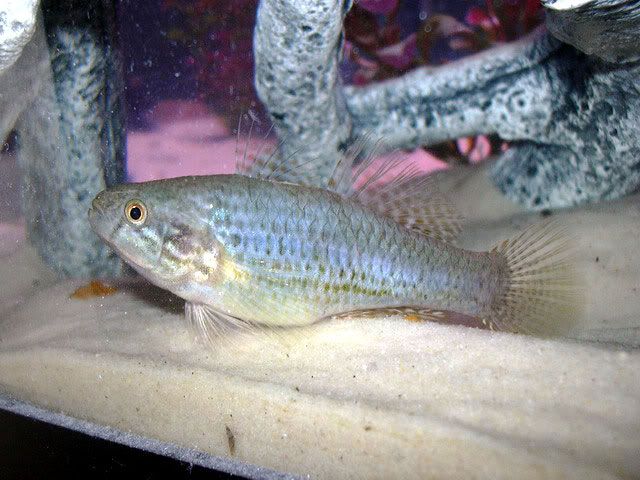 mysteryfish2.jpg