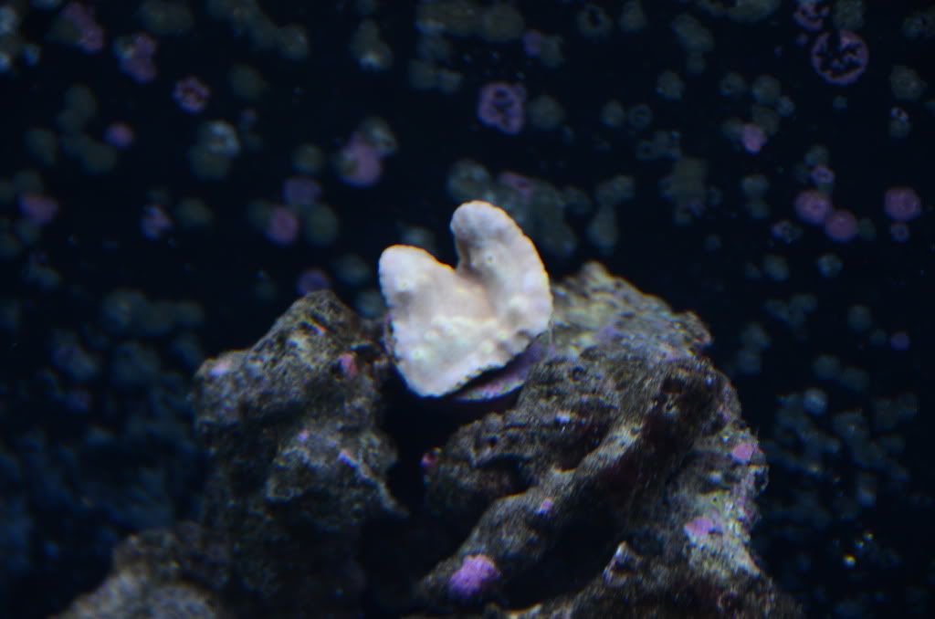 DSC_0799.jpg