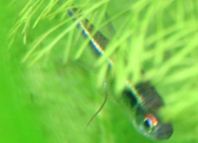 ExplodingFishcrop_stretched.jpg