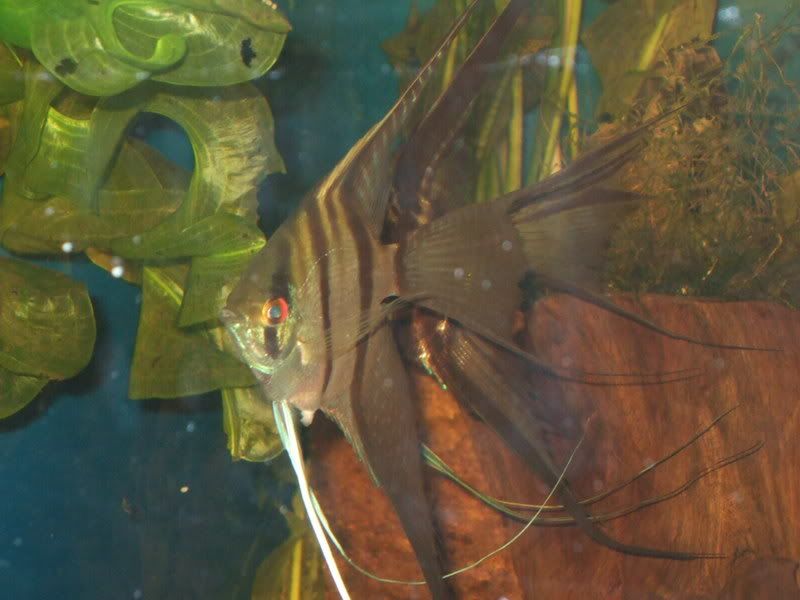 DSCF1054.jpg
