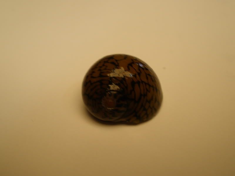 tigernerite01.jpg