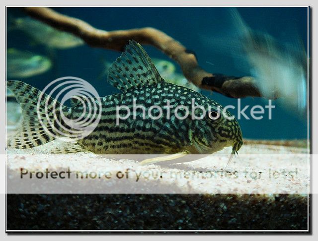 Corydoras-sterbai-010_zps0c932d74.jpg