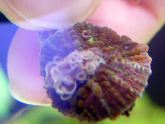 10_shroom.jpg