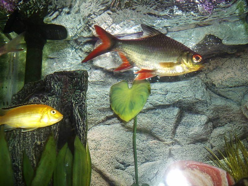 fish2009.jpg