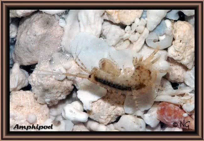 amphipod.jpg