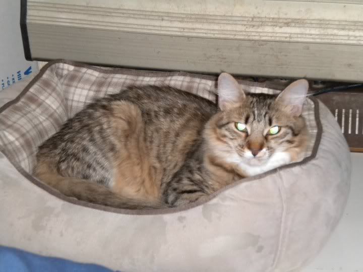 pipercatbed.jpg