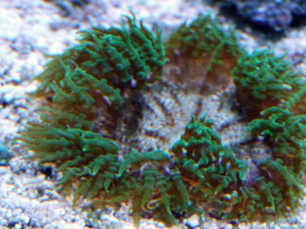 anemone.jpg