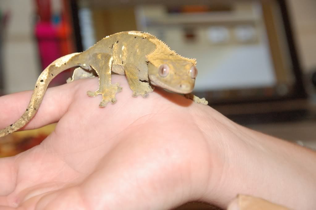 DSC_0042.jpg