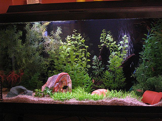 38gal.jpg