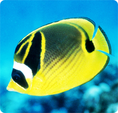 000449_Chaetodon_lunula.jpg