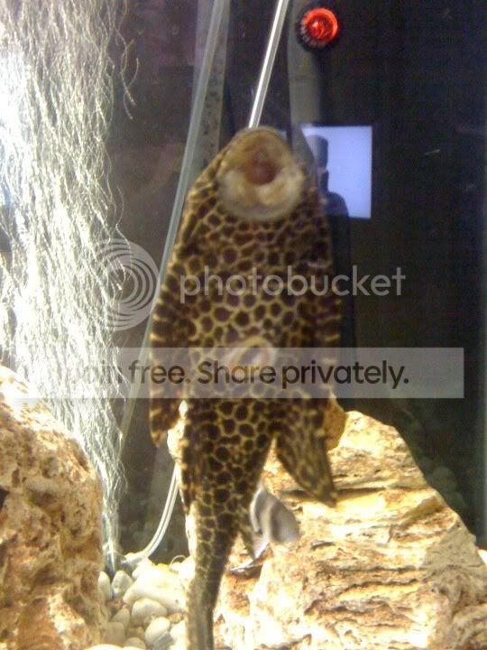 pleco.jpg