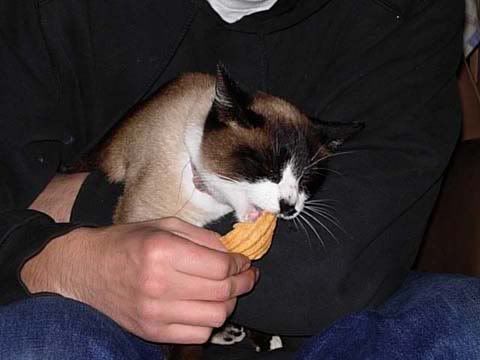 hungrykittycopy.jpg