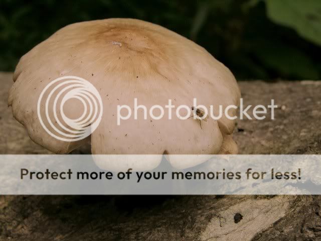 mushroom.jpg