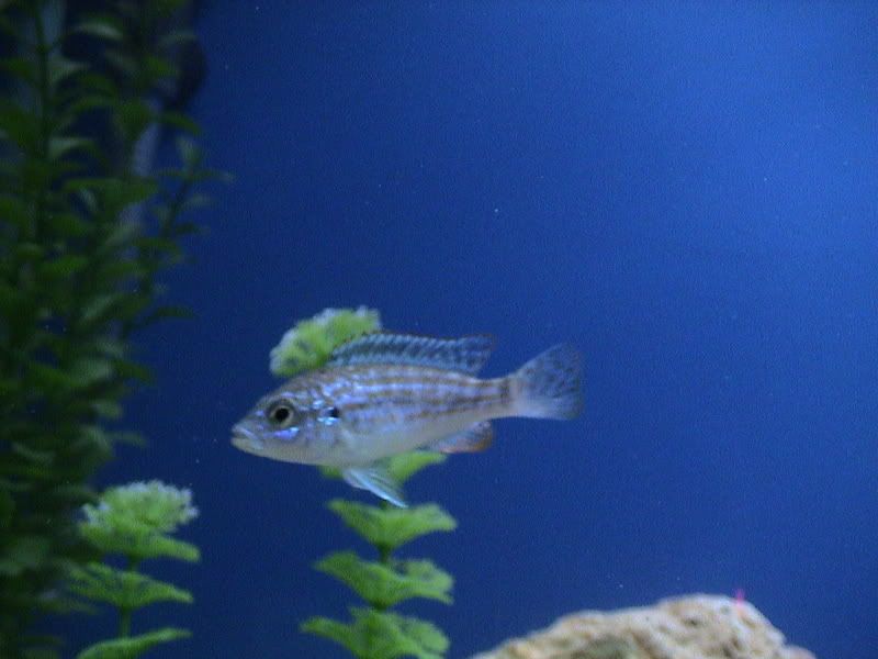 fish010.jpg