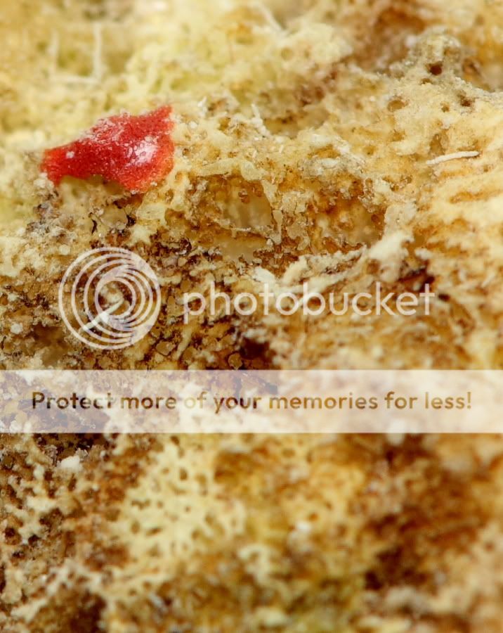 redcoral.jpg