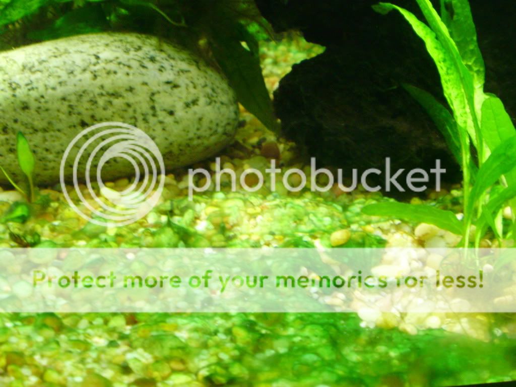 Hydrogen Peroxide vs. Cyanobacteria