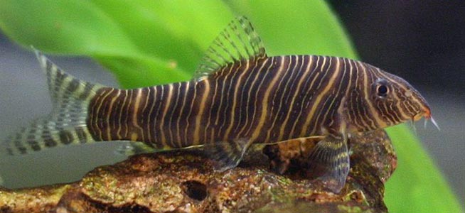 zebra-loach-01.jpg