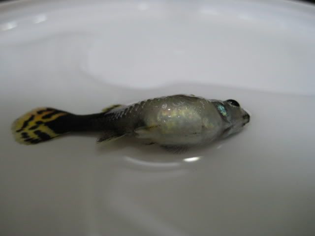 aquarium055.jpg