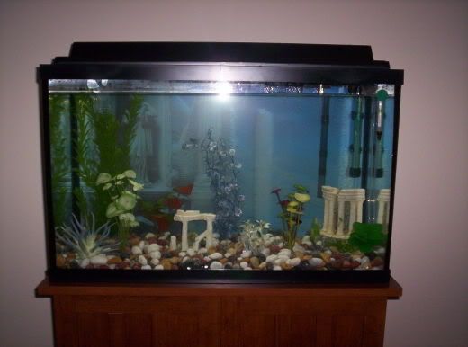 fishtank001.jpg