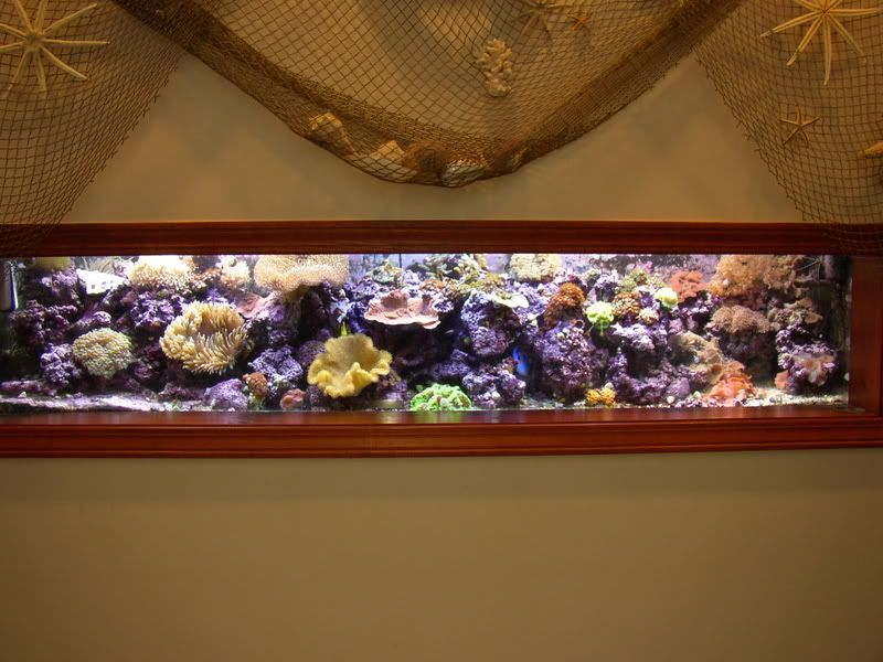 11-3-07reef017.jpg