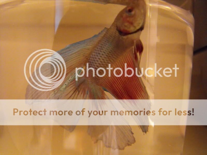 2008_0630bettas0044.jpg