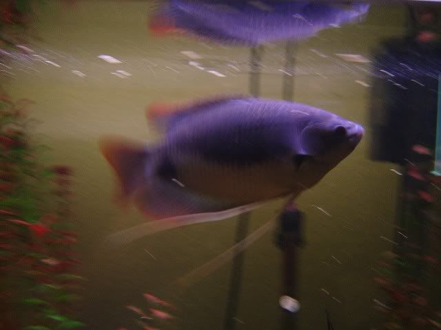 giantgourami1.jpg