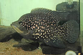 Paratilapia_polleni.jpg