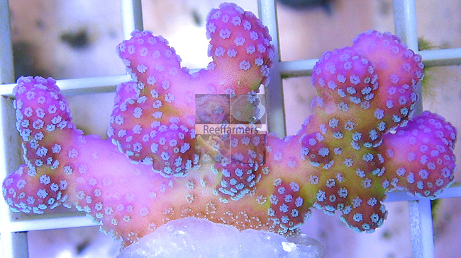 auctioned_rainbowstylophora_side.jpg