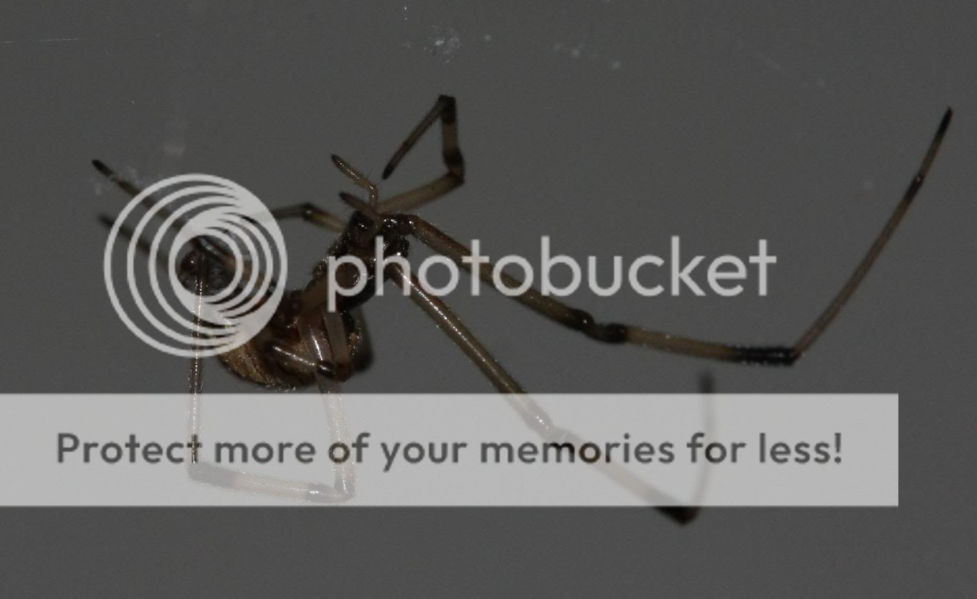 spider3.jpg