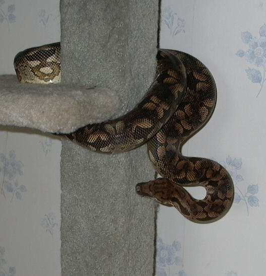 Catsnake.jpg