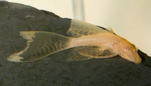 abnlf5.jpg