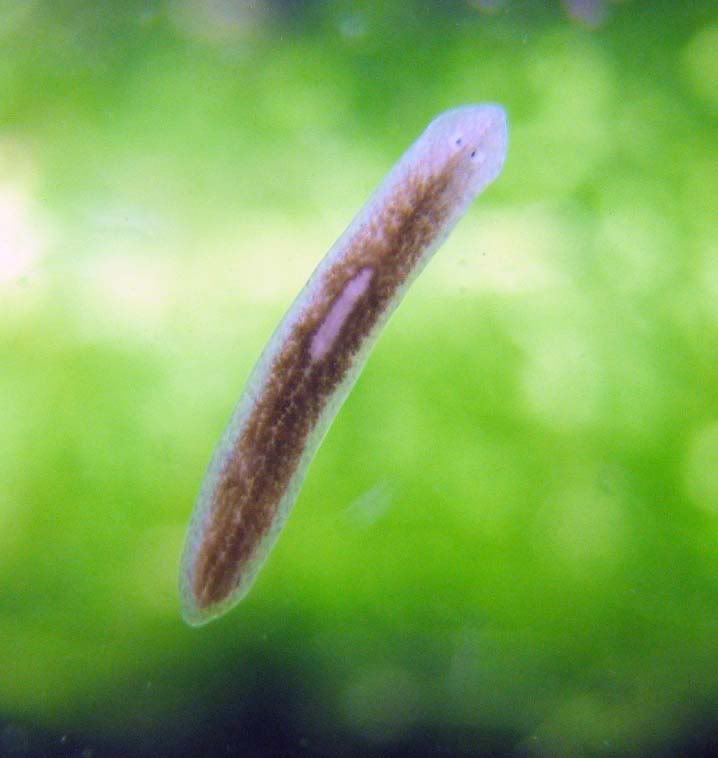 wormy.jpg