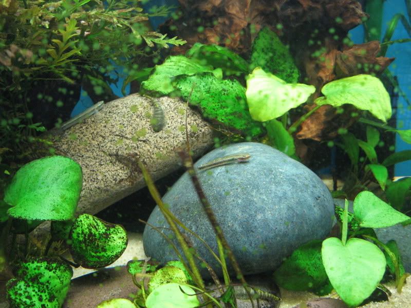 gobiesandhillstreams09-01-12002.jpg