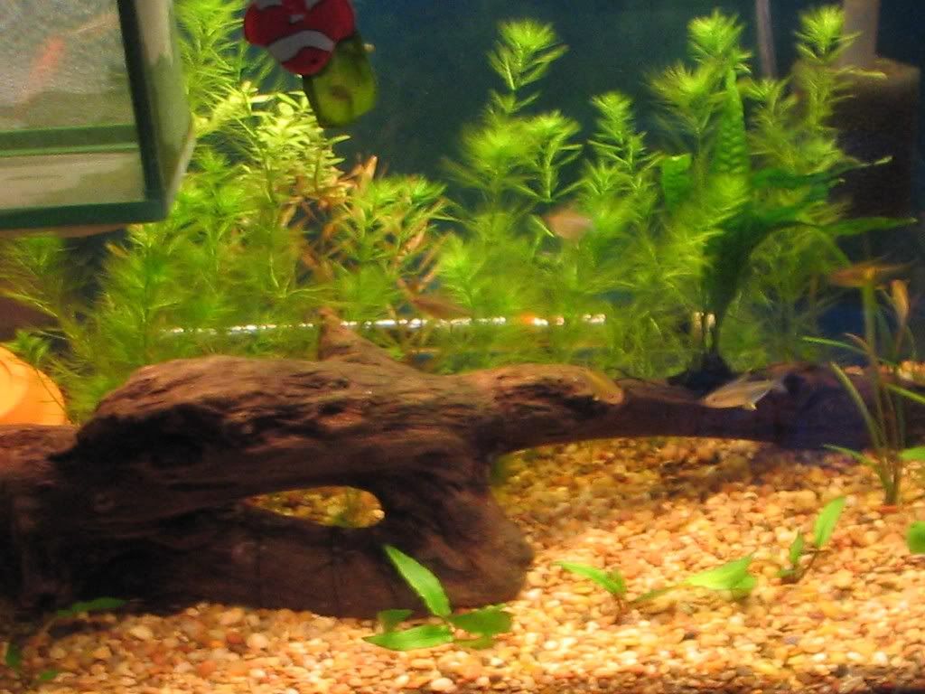 tank5.jpg