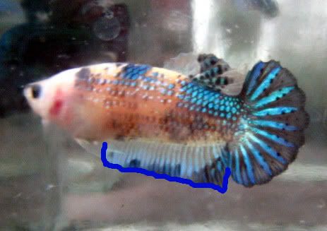 fwbettashmp1171534513x.jpg