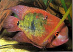 chocolatecichlid.jpg