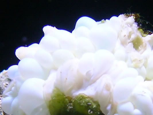 bubblemacro_0707.jpg