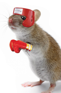 knockout-mouse.jpg