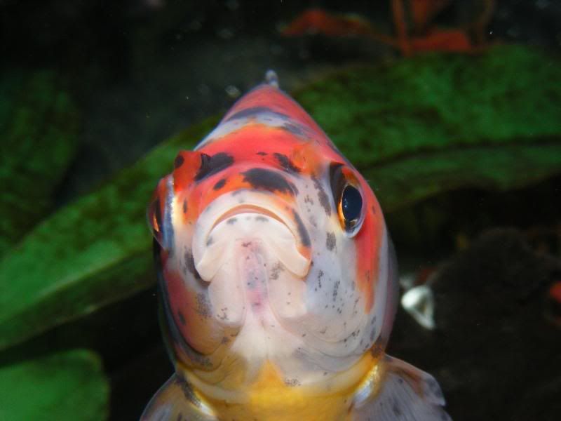 DSCF4296.jpg