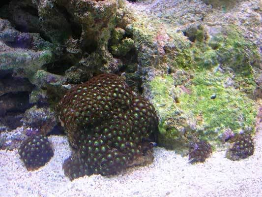 zoas_0707.jpg