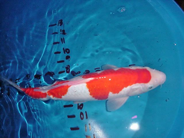 33_13in_Male_Kohaku.jpg