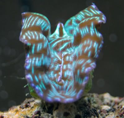 clam1.jpg